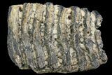 Polished Mammoth Molar Section - South Carolina #180483-2